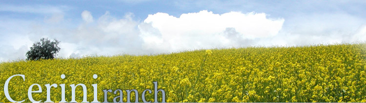 top graphic of mustard field