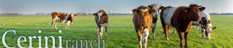 top graphic of cattle in field